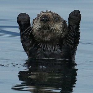 Meet your Posher, Daisy